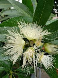 Image result for Syzygium jambos