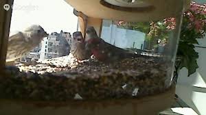 Tips for attracting birds to a window feeder, as well as information about why they are desiable, types of window feeders, use and maintenance. Urban Bird Feeders Are Changing The Course Of Evolution The Atlantic