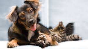 Highland road pet hospital is located in kitchener, ontario. Animal Medical Center Of Highland Village 2810 Justin Road Highland Village Reviews And Appointments Topvet