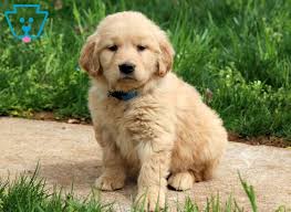 Our breeding dogs are screened for hip, elbow, eye, and cardiac disease. Princess Golden Retriever Puppy For Sale Keystone Puppies Retriever Puppy Golden Retriever Puppy Golden Retriever