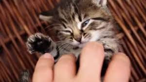 Whatever you think of cats, they are universally recognized as intelligent, independent, playful yet bossy. 1 043 Kittens Playing Stock Videos Royalty Free Kittens Playing Footage Depositphotos
