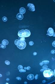 Everything You Desire Ripleys Aquarium Toronto Jellyfish Ripley Aquarium