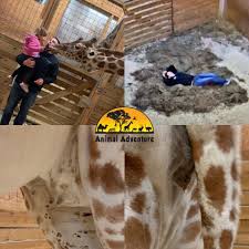 Help educate with the wealth of knowledge this cam and park has brought to you! April The Giraffe Is Expected To Give Birth Again Any Day Now