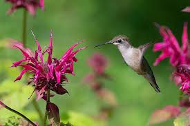 Whatever the reason for considering drought a low growing perennial, is deer and rabbit resistant. 13 Flowering Plants Rabbits Will Leave Alone Gardener S Path