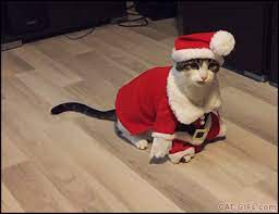 Via Giphy Cat Gif Christmas Cats Cat Playing