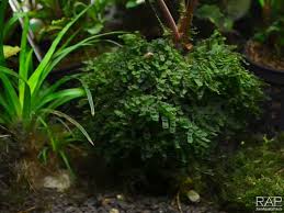 Image result for Loxogramme latifolia