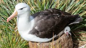 Wandering Albatrosses: Majestic Seabirds Of The Southern Ocean