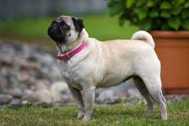 Also, be sure to check the buggs dog breeder listings in our dog breeder directory, which feature upcoming dog litter announcements and current puppies for sale for that dog breeder. Pug Dogs And Puppies For Sale In The Uk Pets4homes