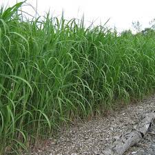 Durch seinen straff aufrechten und dennoch locker wirkenden wuchs verleit es dem garten eine gewisse klarheit. Mammoth Miscanthus Miscanthus X Giganteus