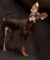 Pin By Tatyana Berzinya On Baby Animals Dog Personality Beautiful Dogs Cute Dogs