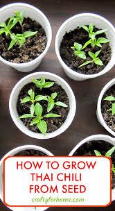 Tomato seeds germinate faster with the proper soil temperature, humidity, and air circulation. Planting Thai Chili Peppers Crafty For Home