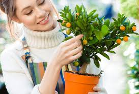 Comment Faire Germer Noyaux Et Pepins Pour Faire Pousser Des Fruits Tout Pratique Faire Germer Des Graines Faire Pousser Un Arbre Arbre Fruitier Nain
