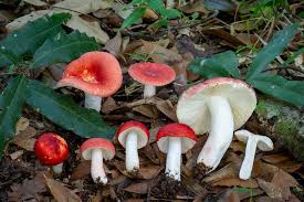 Image result for Russula flavida