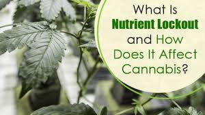 How Nutrient Lockout Occurs And How To Save Your Cannabis Crop