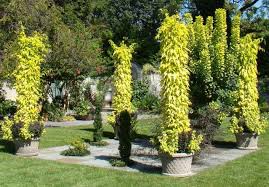 Image result for Jasminum pauciflorum