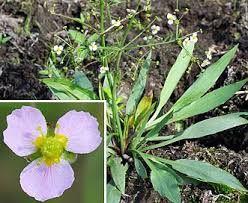 Image result for Aneilema lanceolatum
