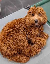 Puppies, dog breeder, arizona, golden doodles. The Best Labradoodle Haircuts Styles Guides For 2021 By All Doodle Medium