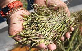 Minnesota wild rice retailer near deer river, mn supplies premium wild rice from minnesota for bread, stuffing and soup for gourmet restaurants and personal recipes. Wild Rice Season Underway Across Minnesota Park Rapids Enterprise