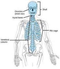 Attached to the bones of the skeletal system are about 700 named muscles that make up roughly half of a person's body weight. Human Skeletal And Muscular Systems
