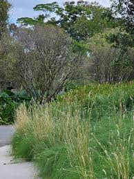 Image result for Elionurus muticus