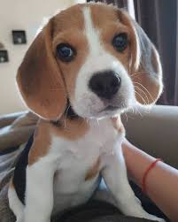 As with designer crossbreed dogs, the boggle can inherit any combination of traits from its purebred. Beagle Puppies For Sale Beagle Puppies For Sale Near Me