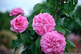 La Ville De Bruxelles Vibert Before1846 R Damascena Rose Heritage Rose Damask Rose