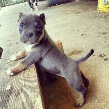 american bully dog of the day king leonidas the grand champion bully american bully breeders club cute puppies cute dogs puppies