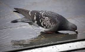 Depuis quelques temps, la toiture de la mairie est envahie de plusieurs centaines de pigeons. Marseille Organise La Coexistence Pacifique Entre Le Pigeon Et L Homme