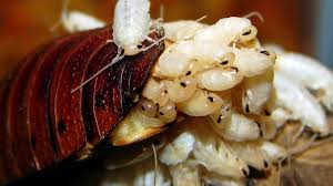 It will be your constant. Start Offering Pest Control Services In 7 Steps Godaddy Blog