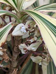 Image result for Tradescantia zanonia