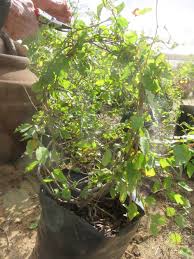 Image result for Grewia forbesii