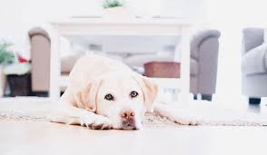 Wenn dein hund gelernt hat, allein zu bleiben, haben sowohl dein hund als auch du kaum stress. Was Macht Mein Hund Eigentlich Wenn Er Allein Zuhause Ist Kirsten Mahne Mensch Hund Coaching Hundeschule Munsterkirsten Mahne Mensch Hund Coaching Hundeschule Munster