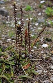 Image result for Blechnaceae