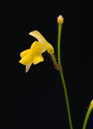 Image result for Genlisea