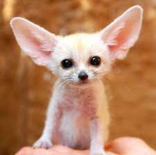 Animal pictures, check this out for daily new funny animal pictures updates. 17 Unbelievably Cute Animals That Will Take Over The World