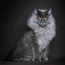 Primrose (the sister) is grey and stripey with the maine coon m on her forehead so who knows. Mythical Beasts Photographer Captures The Majestic Beauty Of Maine Coons Bored Panda