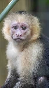 Keeper Kayla is here today to give you an inside look into how we train our  capuchin gals: Jelly, Sprout and Hummus. 🐒 And in case you're wondering,  they are definitely as sharp as they are cute!, ㅤ, ...