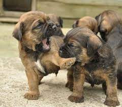 Playing Pups Border Terrier Puppy Border Terrier Puppy Biting
