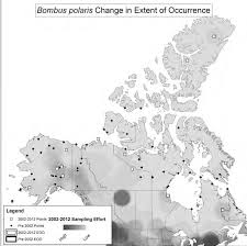 Image result for Bombus polaris