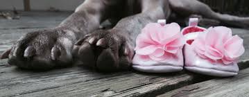 Gender Announcement With Dog Baby Girl Announcement Dog Baby Announcement Baby Announcement Pictures