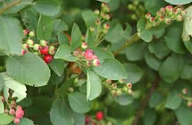 Image result for Amelanchier ovalis