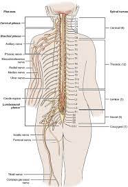 Maybe you would like to learn more about one of these? Head And Neck Musculoskeletal Key