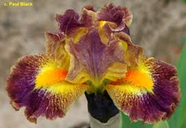 SdbJolly < Sdb < Iris Wiki