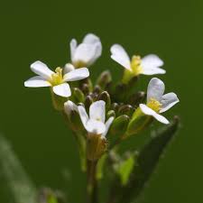 Image result for Arabidopsis thaliana