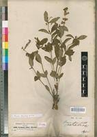 Image result for Ocimum urundense