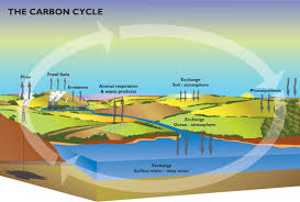 Environmental Science The Carbon Cycle Carbon Cycle Environmental Science Climate Change