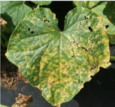 Image result for mildew on cucumbers