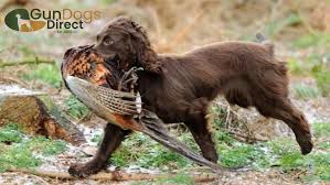 Find pudelpointer puppies for sale or stud service near you using your zip code or postal code. Pbhkvafqysyo8m