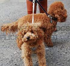 Canined Nyc Groomed Cute Apricot Toy Red Miniature Poodle Dog Picture 0 Poodle Dog Dog Pictures Poodle