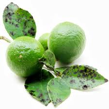 Image result for sooty mould